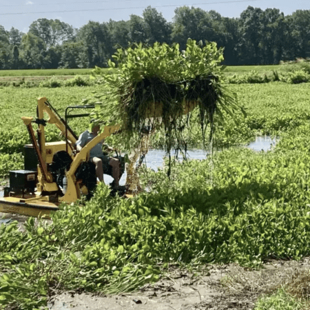 Weedoo boats: Water hyacinths covering Blue Lake
